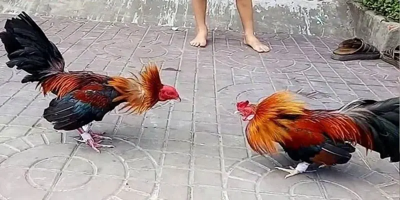Bí quyết chơi đá gà Thomo