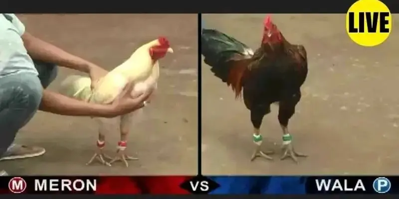 Cách chơi đá gà Thomo