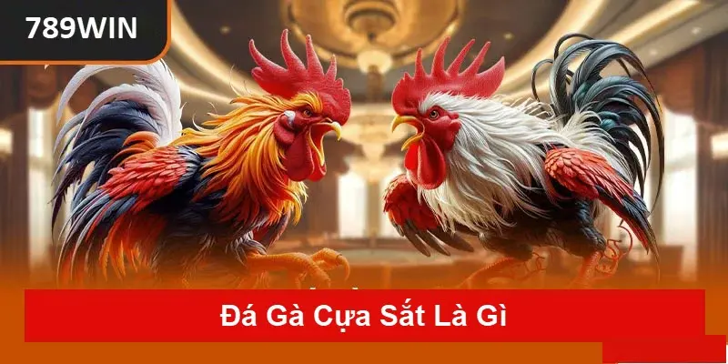 Đá gà cựa sắt là gì